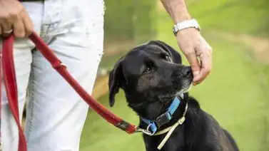 El olfato canino es muy fiable para detectar COVID-19, según un estudio francés El olfato canino es muy fiable para detectar COVID-19, según un estudio francés