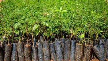 Etiopía lanza una campaña para plantar 6.000 millones de árboles en 2021 Etiopía lanza una campaña para plantar 6.000 millones de árboles en 2021