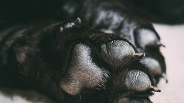 Limpia las patas de tu perro luego del paseo
