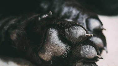 Limpia las patas de tu perro luego del paseo