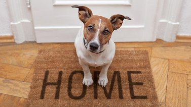¿Estás preparado para adquirir una mascota?