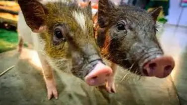 Mamíferos pueden respirar por el recto en caso de emergencias Mamíferos pueden respirar por el recto en caso de emergencias