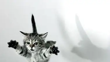 Haciendo honor al dicho, Gato salta de un quinto piso sin ningún daño Haciendo honor al dicho, Gato salta de un quinto piso sin ningún daño