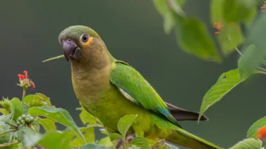 Conoce al Perico Cara Sucia