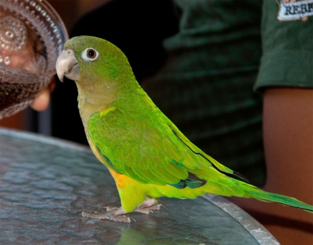 Conoce al Perico Cara Sucia Conoce al Perico Cara Sucia