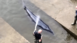 Una ballena varada es rescatada en el río Támesis