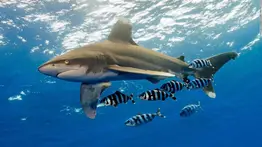 Tiburones usan campos magnéticos para orientarse