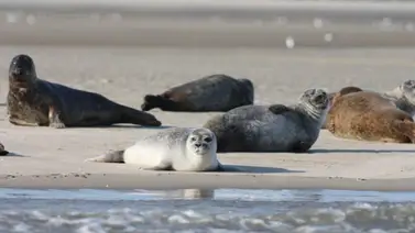 Investigan la muerte de 170 focas de una especie amenazada Investigan la muerte de 170 focas de una especie amenazada