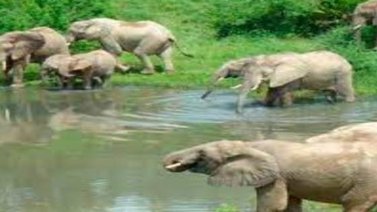 Kenia lanza un plan para crear su primer censo nacional de animales salvajes