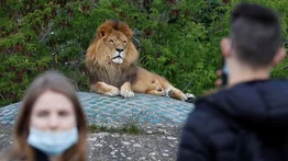 Ocho leones dan positivo para COVID-19 en un zoológico de la India