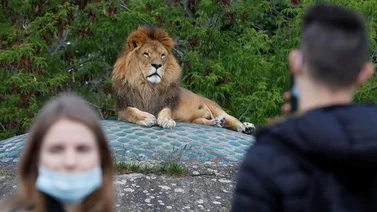 Ocho leones dan positivo para COVID-19 en un zoológico de la India