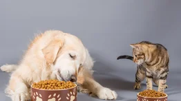 Guía de cantidad de comida diaria para tu mascota