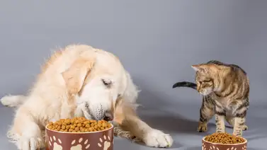 Guía de cantidad de comida diaria para tu mascota Guía de cantidad de comida diaria para tu mascota
