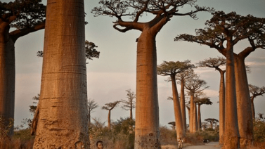 Madagascar inicia situación de hambruna, comen grillos y hierbas