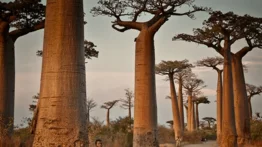 Madagascar inicia situación de hambruna, comen grillos y hierbas