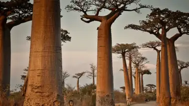 Madagascar inicia situación de hambruna, comen grillos y hierbas Madagascar inicia situación de hambruna, comen grillos y hierbas