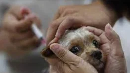 Rusia produce primer lote de 17.000 dosis de vacuna anticovid para animales