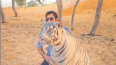 Jeque en Dubái cría felinos como pasatiempo en su lujosa vida Jeque en Dubái cría felinos como pasatiempo en su lujosa vida