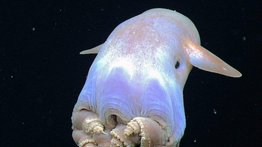 Descubren pulpo "Dumbo" en el norte del océano Pacífico