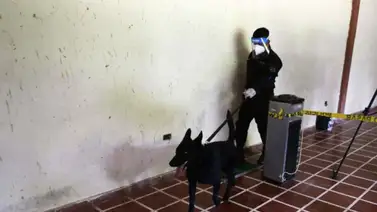 El Salvador utilizará a perros policías para detectar casos de coronavirus El Salvador utilizará a perros policías para detectar casos de coronavirus