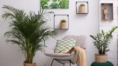 El encanto de ambientar espacios con plantas