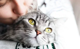 Mitos y realidades de los gatitos