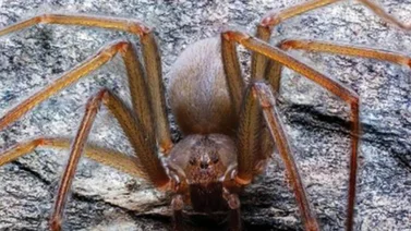 Nueva especie de araña es descubierta en un zoológico de Miami