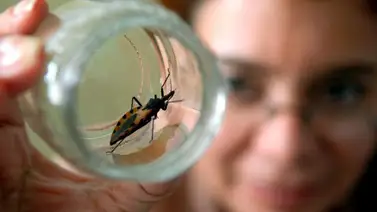 14 de abril: Día Mundial de la Enfermedad de Chagas 14 de abril: Día Mundial de la Enfermedad de Chagas
