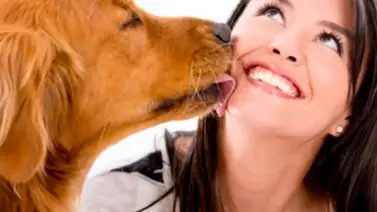 Peligros que esconde la saliva de los perros Peligros que esconde la saliva de los perros