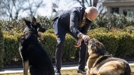 Mascota de la familia Biden recibe ayuda profesional tras incidentes
