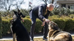 Mascota de la familia Biden recibe ayuda profesional tras incidentes