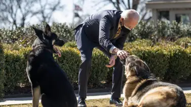 Mascota de la familia Biden recibe ayuda profesional tras incidentes Mascota de la familia Biden recibe ayuda profesional tras incidentes