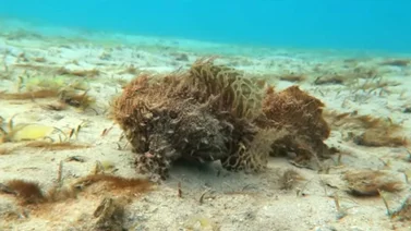 Captan a pareja de peces peludos "caminando" en el fondo de una laguna (Vídeo)