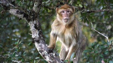 Monos se fugan de zoológico al sur de Alemania