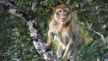 Monos se fugan de zoológico al sur de Alemania Monos se fugan de zoológico al sur de Alemania