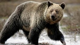 Misteriosa enfermedad ataca a osos haciéndolos actuar como perros