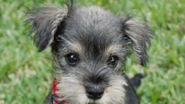 Los perros más pequeños del mundo
