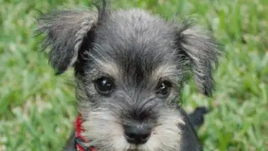 Los perros más pequeños del mundo Los perros más pequeños del mundo