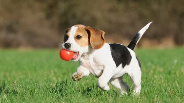 Conoce los consejos para tener una relación saludable con tu perro