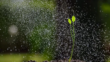 Plantas frondosas con agua de lluvia