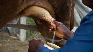 Fallece obrero al ser aplastado por una vaca en Guárico