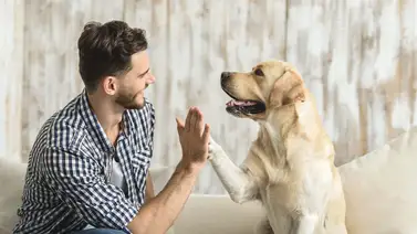 Ideas para mejorar la relación con tu perro Ideas para mejorar la relación con tu perro