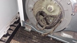 Familia se llevó terrible sorpresa de animal que ensuciaba su ropa en la secadora (Fotos) Familia se llevó terrible sorpresa de animal que ensuciaba su ropa en la secadora (Fotos)