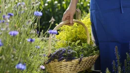 Terapia emocional con flores