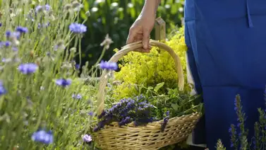 Terapia emocional con flores Terapia emocional con flores