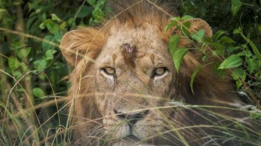 Uganda arresta a cuatro sospechosos por la muerte de seis leones