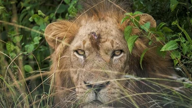 Uganda arresta a cuatro sospechosos por la muerte de seis leones
