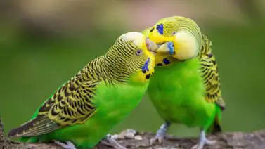 Reglas básicas para cuidar un periquito verde Reglas básicas para cuidar un periquito verde