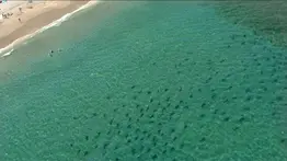 Niño de 9 años trasladado a hospital por mordedura de tiburón en Miami Beach