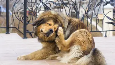 ¿Cómo combatir los piojos en los perros? ¿Cómo combatir los piojos en los perros?